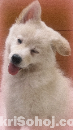 Japanese Spitz (3 months) Vaccinated.